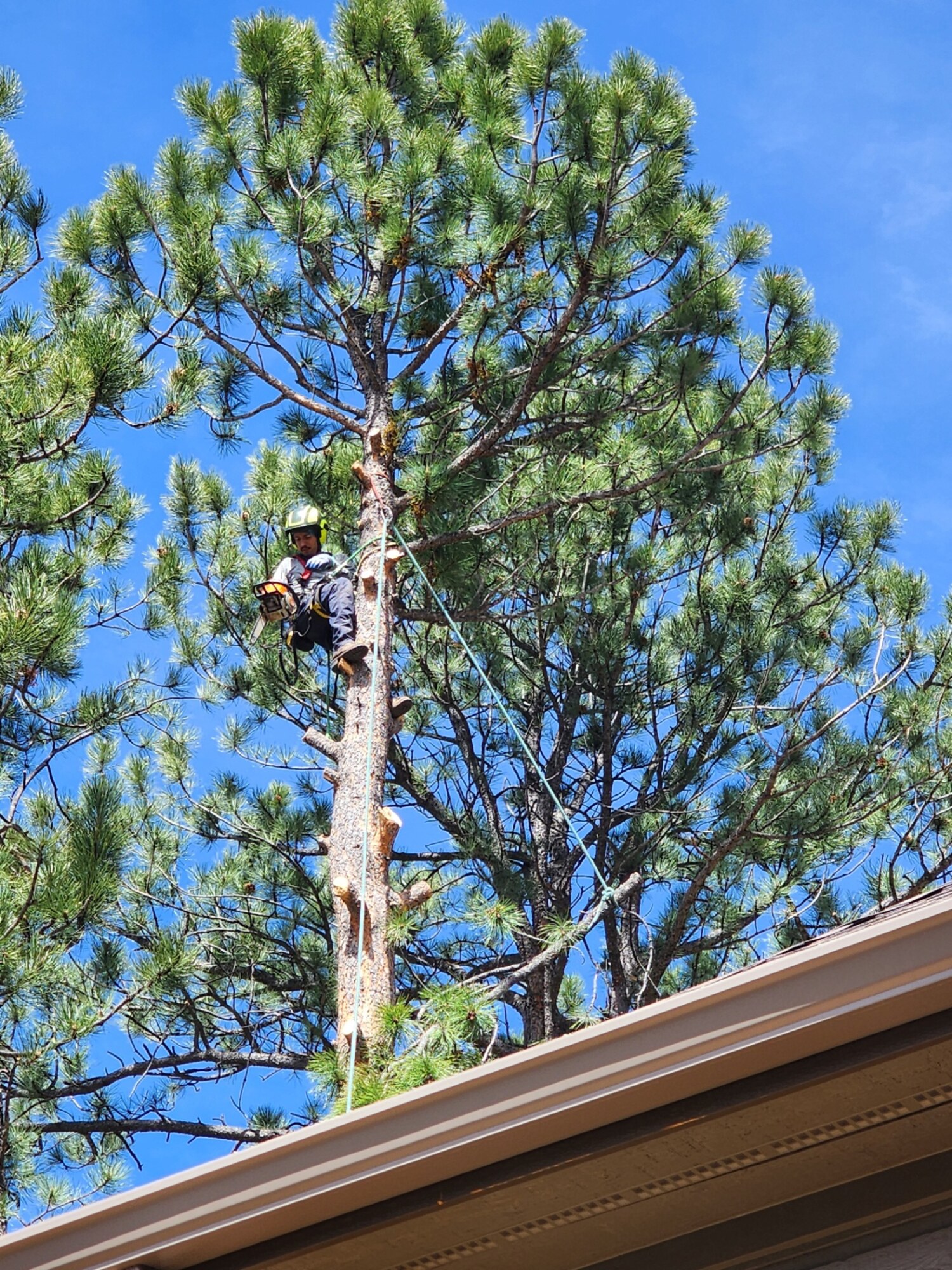 Crew clearing brush and thinning trees on a forested slope for wildfire fuel reduction